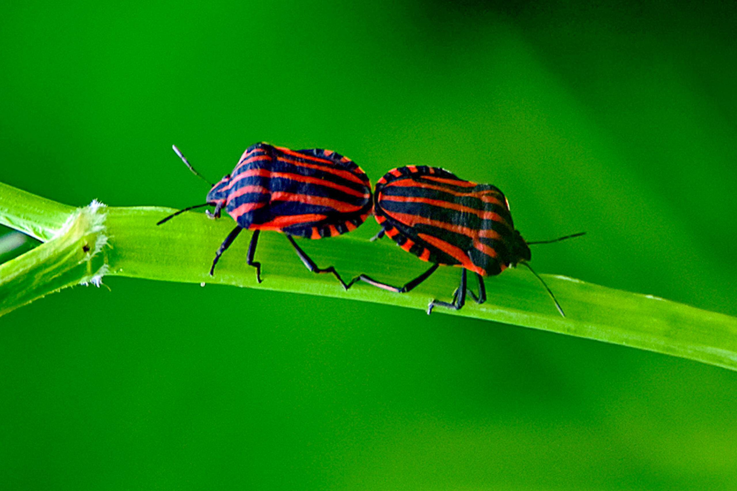 dsc 0055