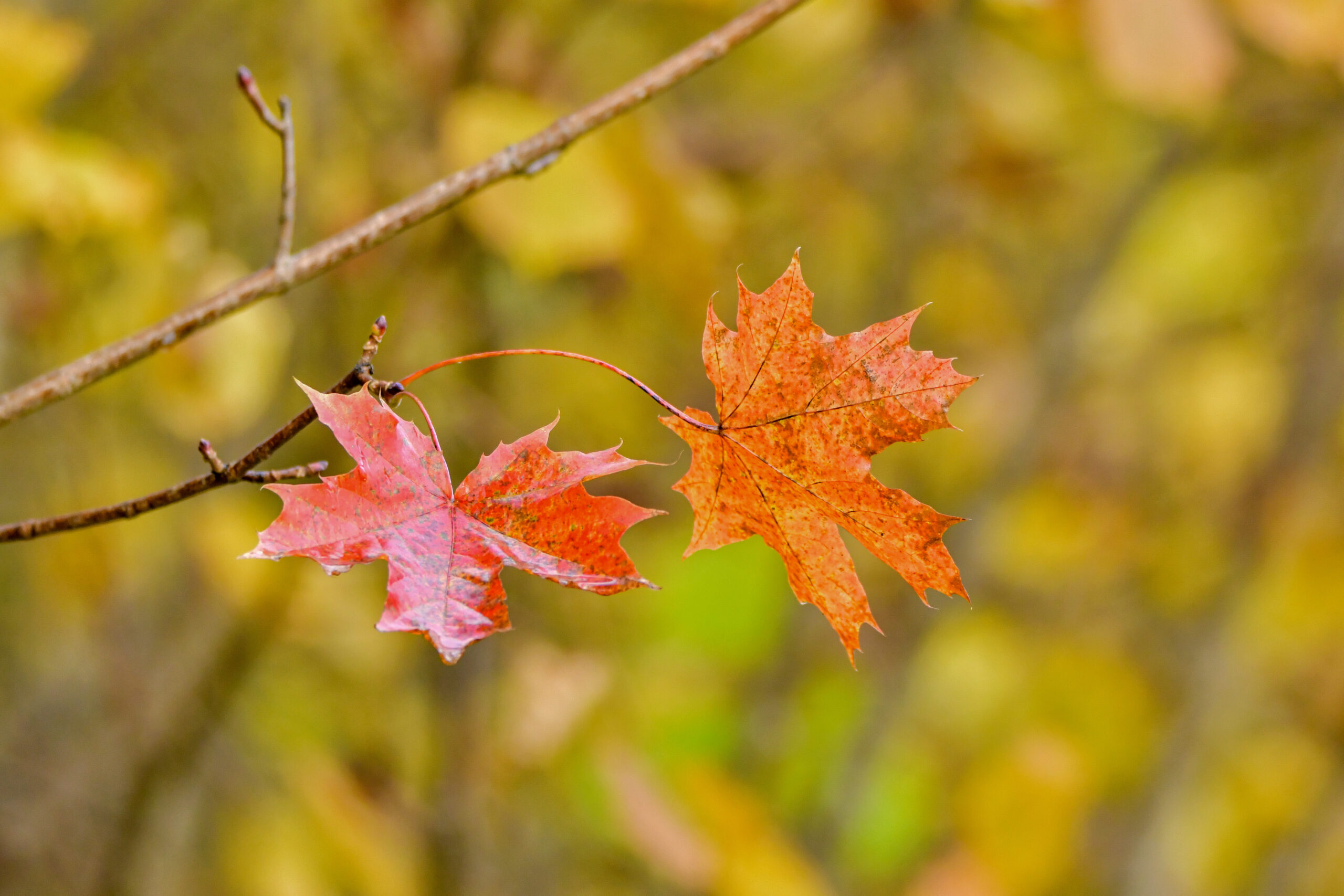 Crafting Captivating Headlines: Your awesome post title goes here DSC 2181 Scaled