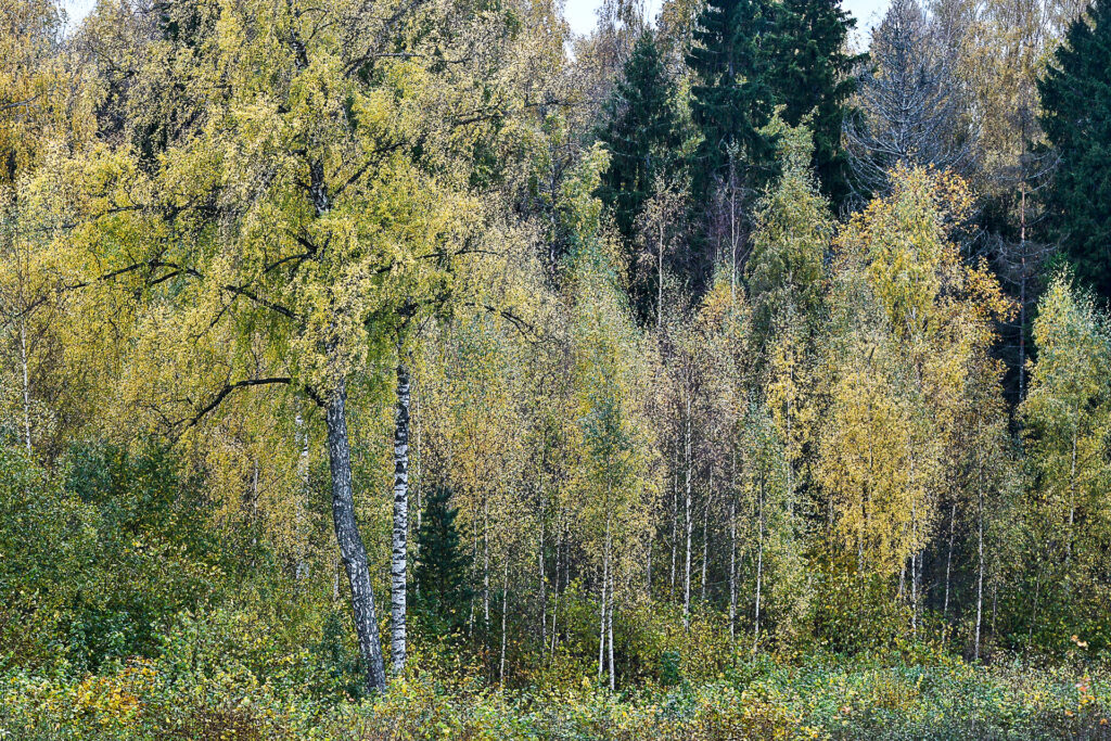 Segunevad sügisvärvid puudel, mis annab mõista, et sügis on päral.